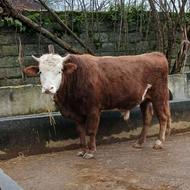 فروش سه راس گاو نر(کَل)