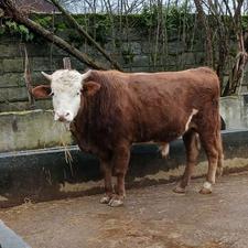 فروش سه راس گاو نر(کَل)