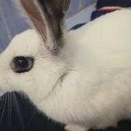 خرگوش سالم کاملا آرام فروش به دلیل نداشتن وقت