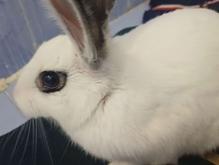 خرگوش سالم کاملا آرام فروش به دلیل نداشتن وقت در شیپور