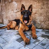 واگذاری سگ ژرمن شپرد باهوش و محبوب