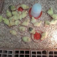 جوجه غاز محلی واکراینی