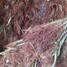 جارو فعله ای