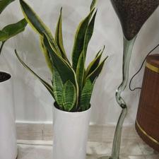 سانسوریا نخل نکولای فیکوس ابلغ