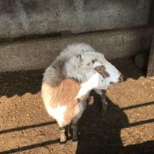 گوسفند ماده