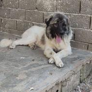 واگذاری سگ سنگسری قفغاز