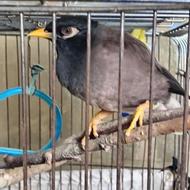 مرغ میناوعروس هلندی