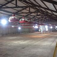 شستو‌ شوی‌ مرغداری