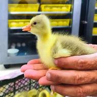 فروش جوجه غاز یک روزه