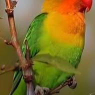 طوطی برزیلی