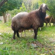 گوسفند نر تخمی