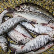 ماهی رودخانه ای قزل اوزن