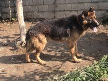 ژرمن نر واگذاری در شیپور