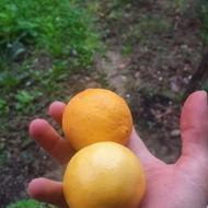 فروش لیمو تازه