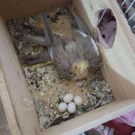 سلام جفت مولد تخمگذار نرطوسی ماده آهوی