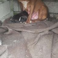 واگذاری 3 عدد توله پیت‌بول واگزاری