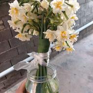 گل نرگس سرحال