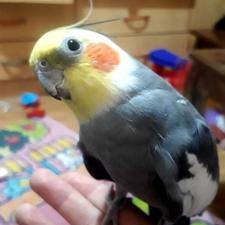 عروس هلندی *