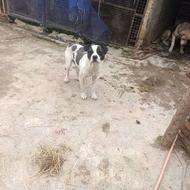 پیتبول‌نرباهوش واگزاری