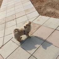 حیوان خانگی حرف گوش کن با تمام وسایل واگزاری