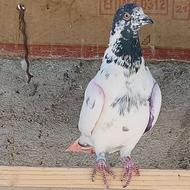 کفتر پرشی جون