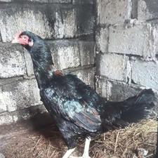 مرغ لاری افغان