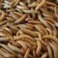 میلورم زنده و کود