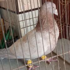 سرور دورگ نر