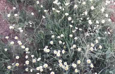 فروش زمین کشاورزی