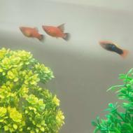 ماهی پلاتی 2 عدد ماده یک عدد نر