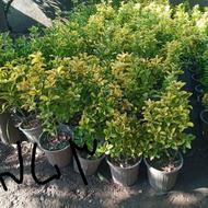 شمشادطلایی درجه یک(1ساله.2ساله.3ساله)