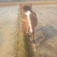 اسب نریان فقیر و رام مخصوص سوارکاری