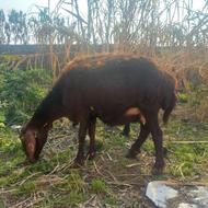 گوسفند غزل با بره نر هترو