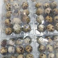 تخم بلدرچین