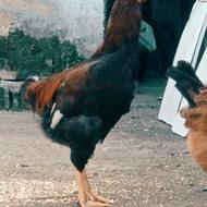 جوجه لاری 8ماه