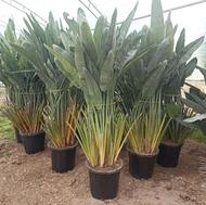 پرنده بهشتی (استر) گلدونی