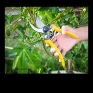 هرس کاری درخت باکادرمجرب درتهران وحومه