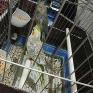 یک جفت عروس هلندی جوجه داده آلبینو