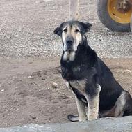 واگذاری سگ به دلیله‌ کم‌ بوده جا‌ ‌ لوتفن‌ الکی‌ زنگ‌ نزنید