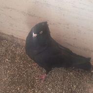 کبوتر قیل چش و نوک و صرب