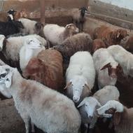 گوسفند بره نر و ماده.. ماده گوشتی