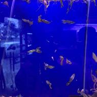 اکواریوم 40 لیتری به همراه کلیه لوازم