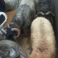 4 عددگوسفند نر خوراک خورده