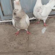 کبوتر طوقی شازده