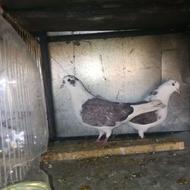 کفتر نروماده تهرونی روزگاری