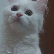 فروش ویژه بچه گربه پرشین اسکاتیش