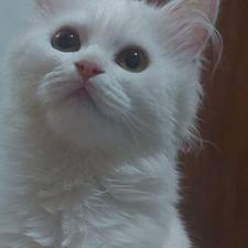 فروش ویژه بچه گربه پرشین اسکاتیش