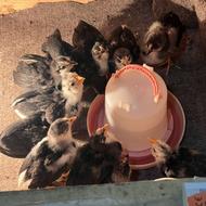 جوجه گلین انتیک و فول فول