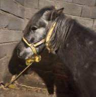 اسب نریان قدم کهر