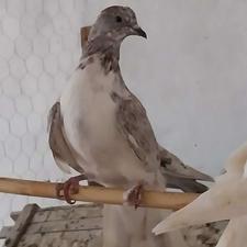 چهار تا جوجه کبوتر مخصوص پرش تضمین ..... دونه 400